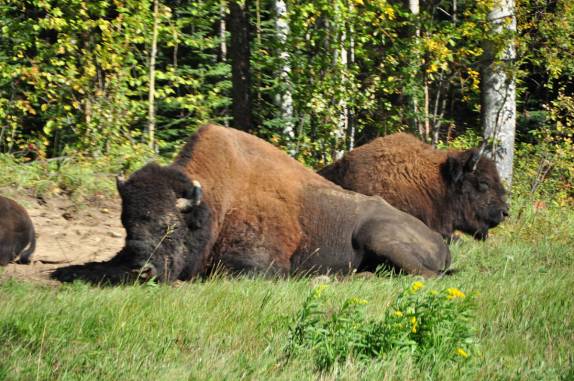 Bisões descansam ytanquuilamente ao lado da Alaska Highway, na British Columbia, no Canadá